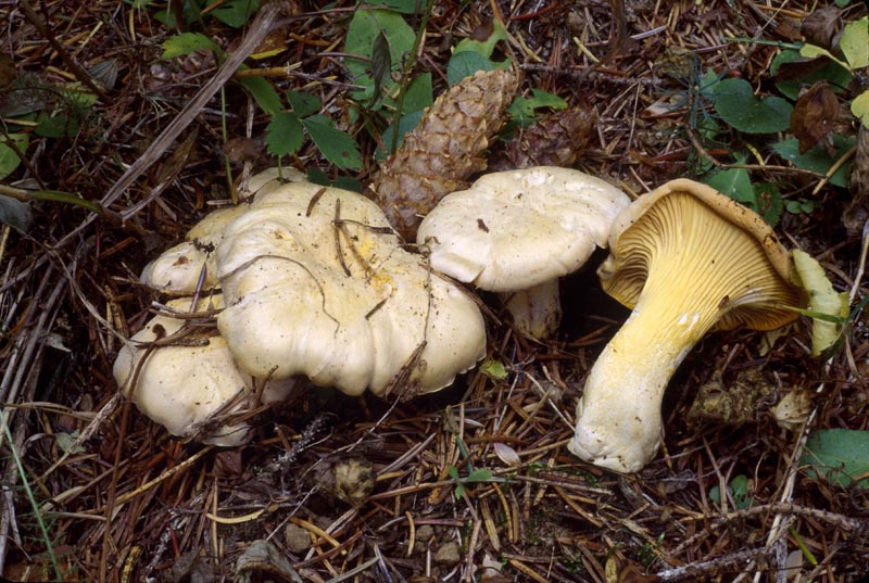 Cantharellus roseocanus